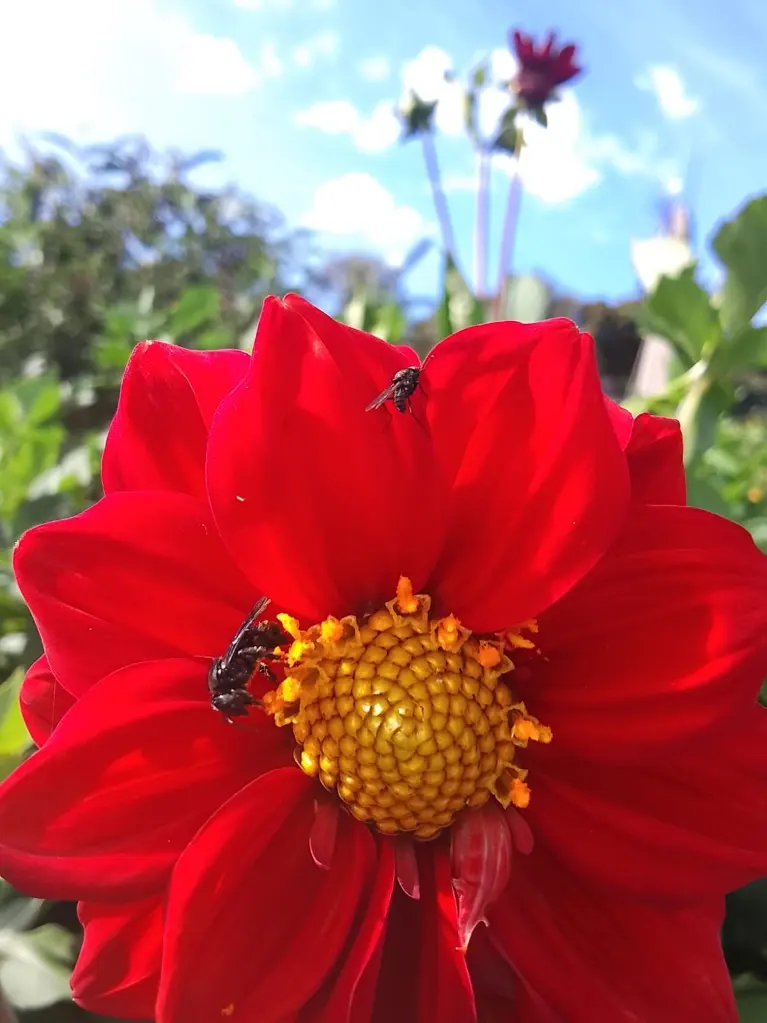 Flor cultivada en la huerta comunitaria